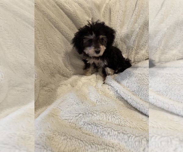 Medium Photo #12  Breeder Profile in VANCOUVER, WA, USA