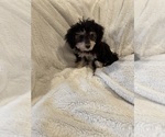 Small #11 Breeder Profile image