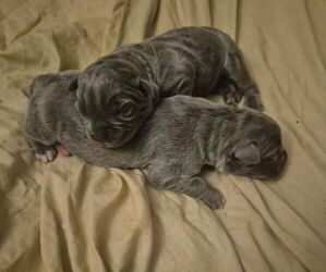 Mastiff Dog Breeder near COLUMBIA, SC, USA