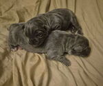 Small breeder photo