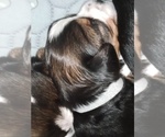Small #44 Breeder Profile image