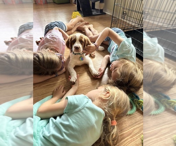 Medium Photo #120  Breeder Profile in HORTENSE, GA, USA