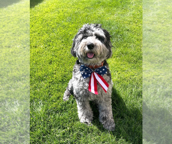 Medium Photo #3  Breeder Profile in PHELAN, CA, USA