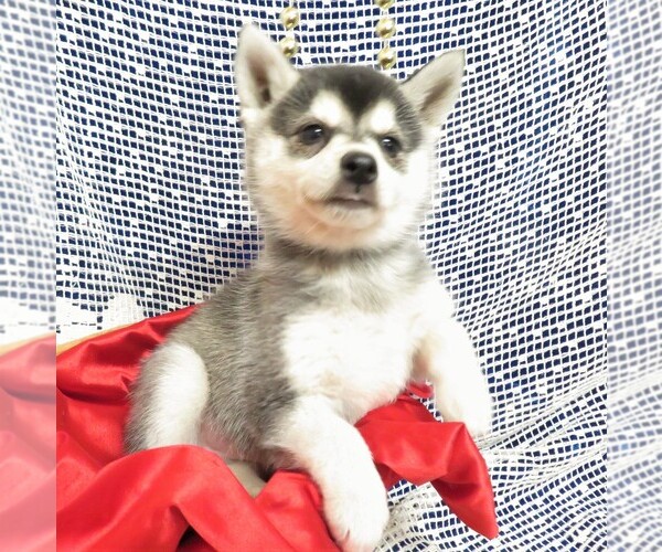 Medium Photo #7  Breeder Profile in NORWOOD, MO, USA