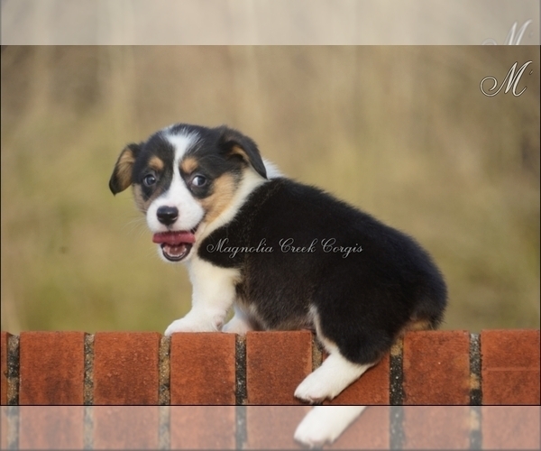 Medium Photo #14  Breeder Profile in CRESTVIEW, FL, USA
