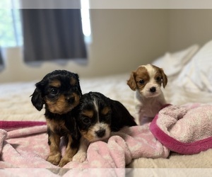 Cavalier King Charles Spaniel Dog Breeder near SANTA CRUZ, CA, USA