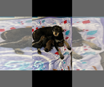 Small #6 Breeder Profile image