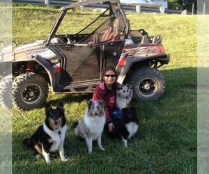 Shetland Sheepdog Dog Breeder near GRAFTON, OH, USA
