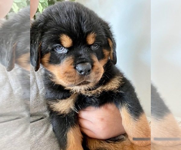 Medium Photo #1  Breeder Profile in MARICOPA, AZ, USA