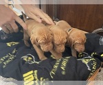 Small #18 Breeder Profile image