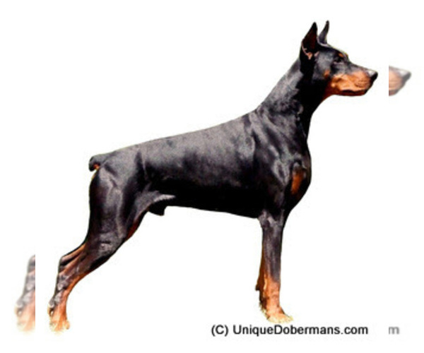 Medium Photo #6  Breeder Profile in FRUITA, CO, USA