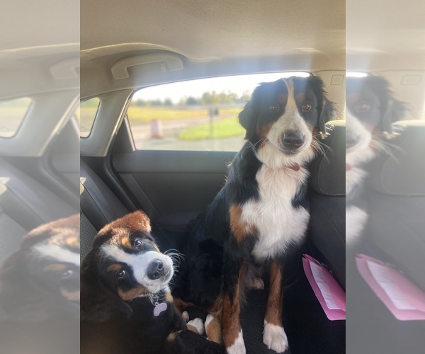 Medium Photo #10  Breeder Profile in WEST LAFAYETTE, OH, USA