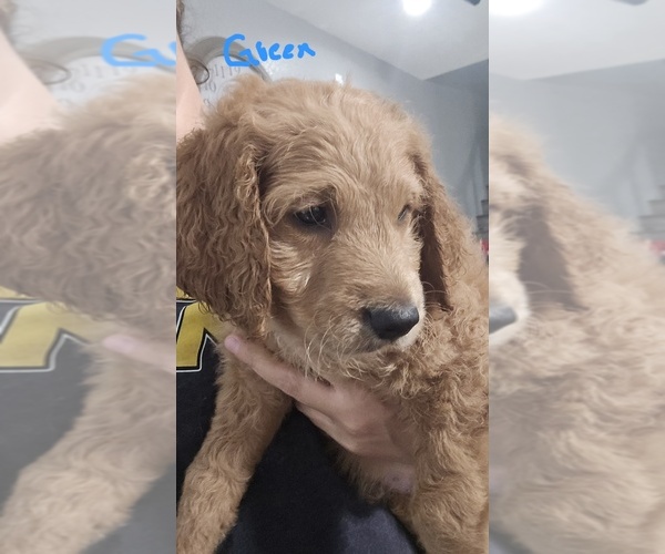 Medium Photo #5  Breeder Profile in NORTH LAS VEGAS, NV, USA