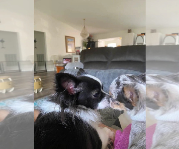 Medium Photo #54  Breeder Profile in HOMERVILLE, GA, USA