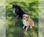 Small Photo #1  Breeder Profile in SEDALIA, KY, USA