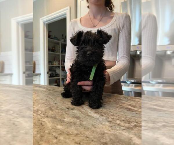 Medium Photo #1  Breeder Profile in FRESNO, CA, USA