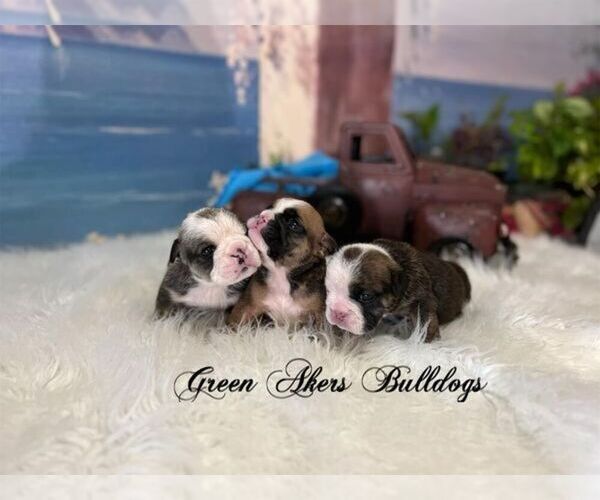 Medium Photo #3  Breeder Profile in OOLOGAH, OK, USA