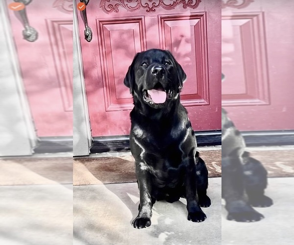 Medium Photo #6  Breeder Profile in REDDING, CA, USA