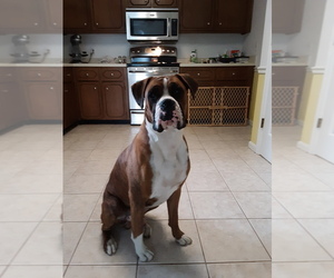 Main photo of Boxer Dog Breeder near AIKEN, SC, USA
