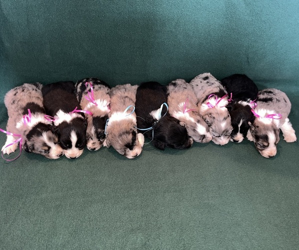 Medium Photo #1  Breeder Profile in CHIMAYO, NM, USA