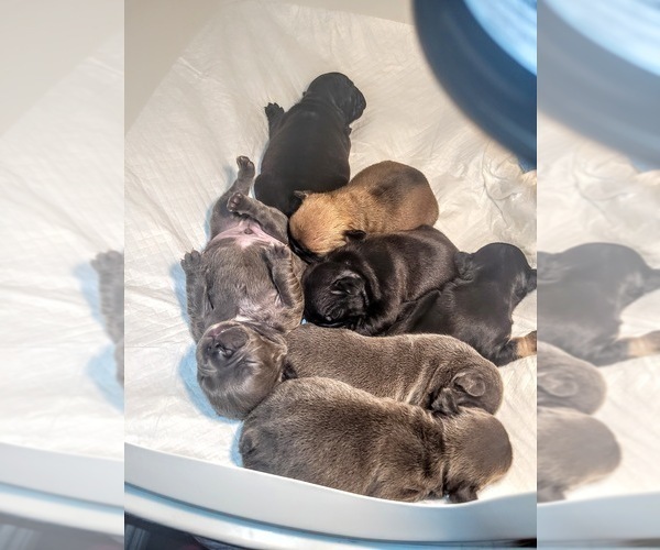 Medium Photo #1  Breeder Profile in PORT ARTHUR, TX, USA