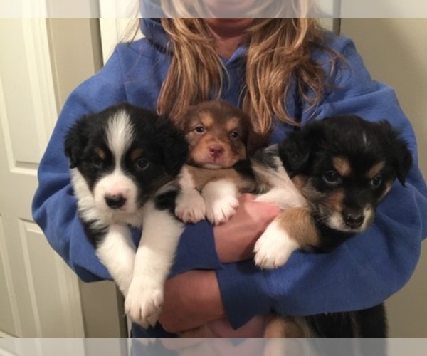 Medium Photo #1  Breeder Profile in LAKE ZURICH, IL, USA