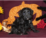 Small #16 Breeder Profile image