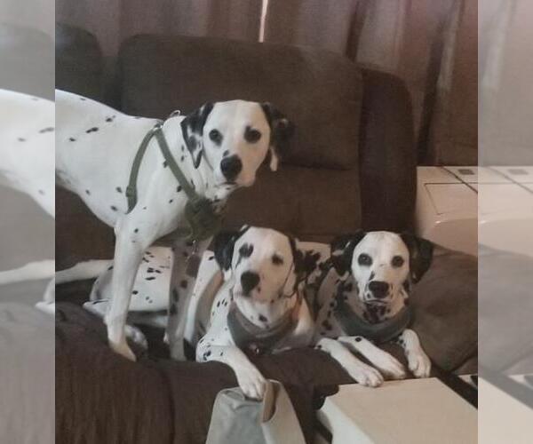 Medium Photo #1  Breeder Profile in PALMER, MA, USA