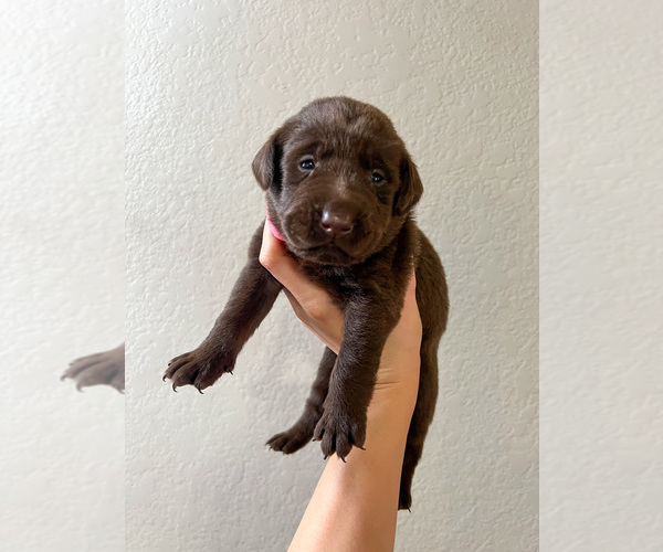 Medium Photo #1  Breeder Profile in MCALESTER, OK, USA