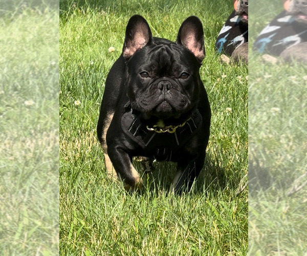 Medium Photo #1  Breeder Profile in HAMDEN, CT, USA