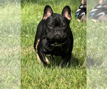 Small breeder photo