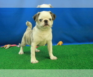 Pug Dog Breeder in HICKORY,  USA