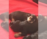 Small breeder photo
