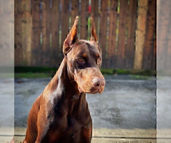 Medium Photo #43  Breeder Profile in FORT LAUDERDALE, FL, USA