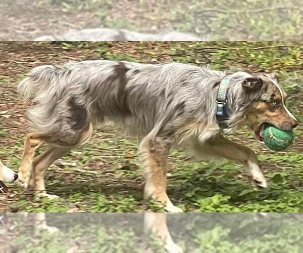 Medium Photo #92  Breeder Profile in HOMERVILLE, GA, USA