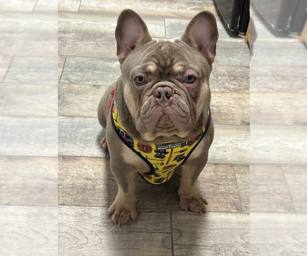 Medium Photo #13  Breeder Profile in CAPE CORAL, FL, USA