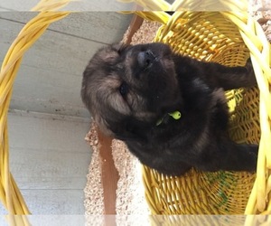 Tibetan Mastiff Dog Breeder near BLOOMFIELD, KY, USA