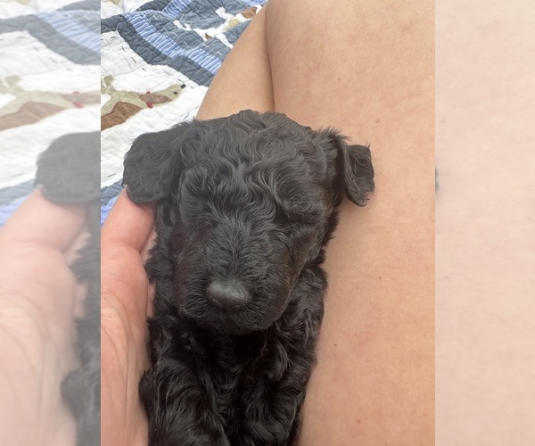 Medium Photo #7  Breeder Profile in POWELL, TN, USA