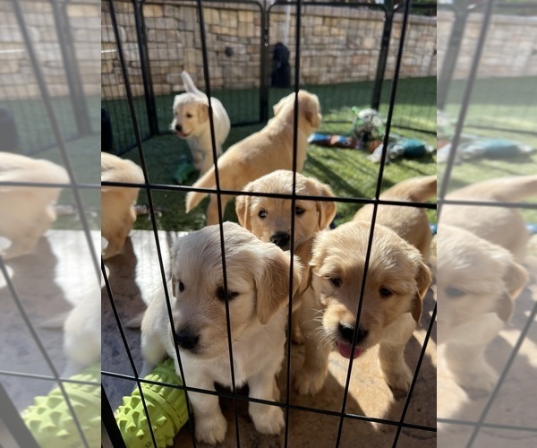 Medium Photo #2  Breeder Profile in SANTEE, CA, USA