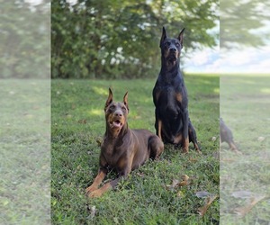 Doberman Pinscher Dog Breeder near SPRINGFIELD, TN, USA