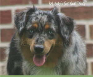 Main photo of Australian Shepherd Dog Breeder near NACOGDOCHES, TX, USA