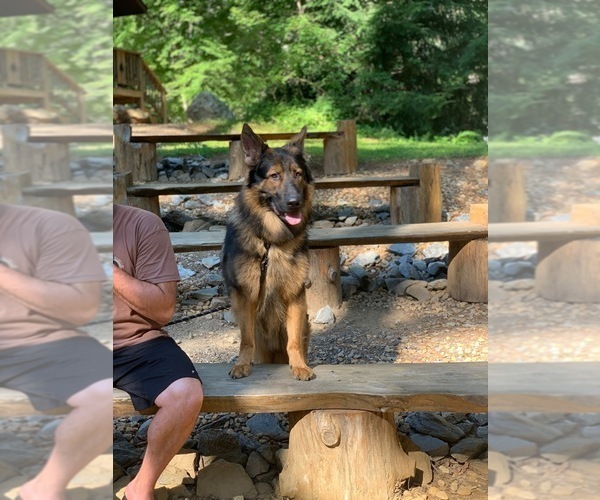 Medium Photo #1  Breeder Profile in GLASGO, CT, USA
