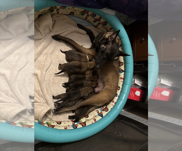 Medium Photo #1  Breeder Profile in JACKSONVILLE, FL, USA