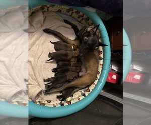 Medium Breeder Profile Photo