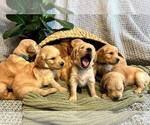 Small breeder photo