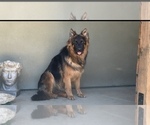 Small #20 Breeder Profile image