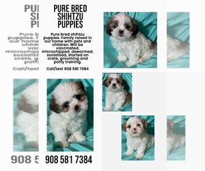 Shih Tzu Dog Breeder near HILLSBOROUGH, NJ, USA