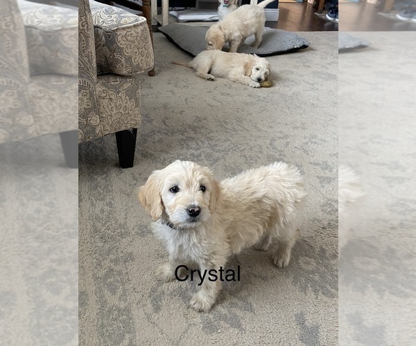 Medium Photo #4  Breeder Profile in PEYTON, CO, USA
