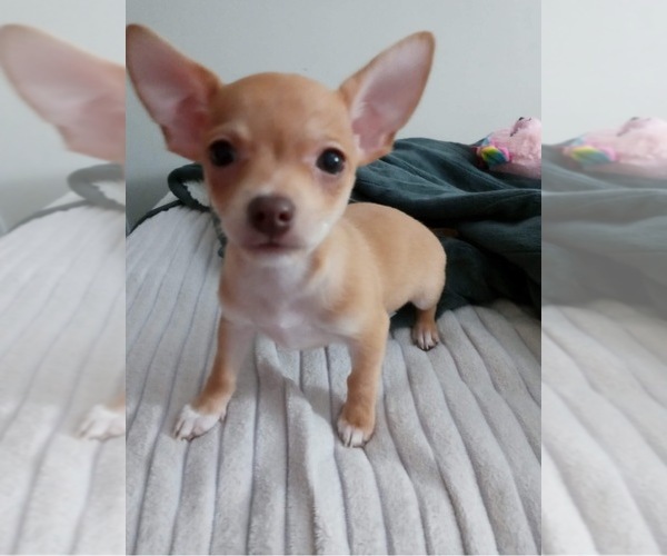 Medium Photo #1  Breeder Profile in CHESAPEAKE, VA, USA