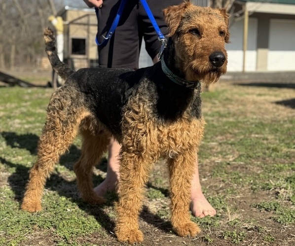 Medium Photo #1  Breeder Profile in THAYER, KS, USA
